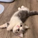 캣그램 광주 고양이분양 | 광주고양이분양 알아보고 캣그램에서