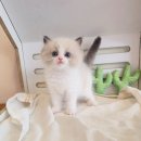 강남고양이분양 러브앤캣 | 강남 고양이 분양 렉돌 전문 분양센터 러브앤캣