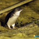 돌고래와펭귄 이미지