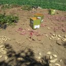 구일농장1 이미지