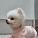 공감댕 네이버블로그