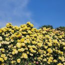 춘의역 (7번 출구) 이미지