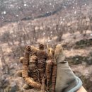 강원도 평창, 자연방임 산재배 12년근 산더덕/ 산더덕초리 판매합니다. 이미지