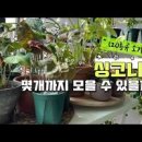 싱고니움 웬드랜디 키우기 물꽂이 삽목하기 수경재배 하는법 이미지