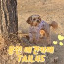 A tail | 「용인 애견카페」 TAIL45 (테일45) 대형 애견운동장 방문후기!