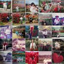 에버랜드, 장미축제 40주년 고객 추억 담긴 AI 영상 &#39;화제&#39;