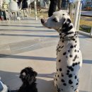 피터펫카페본점 이미지