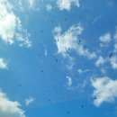 고성초등학교 | 경남 고성 독수리식당 겨울 탐조 후기: 몽골에서 날아온 독수리 월동지