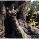 와흘본향당 이미지