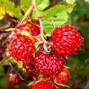 우림부동산중개 이미지