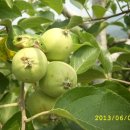 와촌 농장 이미지