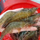 고고새우 네이버블로그