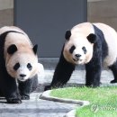 판다 이미지