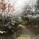 삼성산터널길 Daum카페