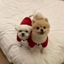 AMI PET | 아밀리 락토프리 프로바이오틱스 : 강아지유산균 / 고양이유산균 / 락토프리 펫유산균