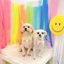 참견(犬) 이미지