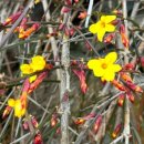 개나리꽃민박 이미지