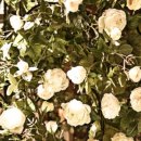 네스트웨딩홀 이미지