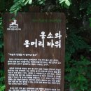 왕피천생태탐방로 이미지