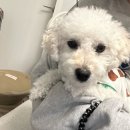 언니네면세점 | 호주 시드니 공항 면세점, 식당, 기념품, 대한항공 KE402 좌석 추천, 기내식