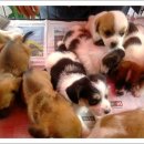 똥강아지 이미지