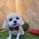 도그트리 이미지