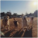 애견카페왕 이미지