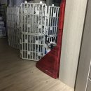 블루아이즈캣 이미지