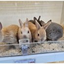 펫엔글라이더본점&로던트클럽 광주 이미지