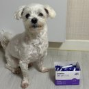 아토농장 | 벨라맥스 강아지 눈 영양제 루테인으로 우리 아이 눈 건강 관리 후기