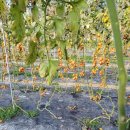 태봉농장 이미지