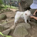 <b>나의</b> <b>작은</b> <b>강아지</b> 모음˚ෆ*₊