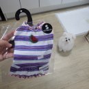 도그버디 이미지