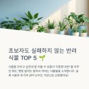 반려식물키우기 | 반려식물 키우기 쉬운 순위 (실제 후기 포함)