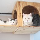 캣츠아일랜드 이미지