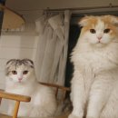 코니베니 이미지