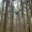 복댕이네 분식 이미지