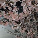 벚꽃엔딩_버스커버스커(장범준)충훈부벚꽃 이미지