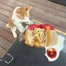 교촌치킨 대교남항점 | [전남 광양] 구봉산숲속야영장 D3 사이트 내돈내산 후기 #편의시설 #매점 #카페