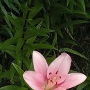 진맥잘보는한의원 | [서초구진맥잘보는한의원] 부부갈등으로 인한 홧병,두근거림,우울,긴장,초조,불안,수면장애,두통...