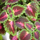 코리농장 이미지