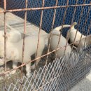 진도개영농조합 이미지