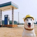 웃는강아지 이미지