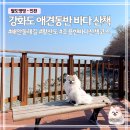 황산도 | 인천 강화도 애견동반 가볼만한곳 황산도 해안산책로 | 바다 데크 산책코스