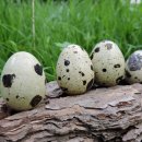 대한메추리 이미지