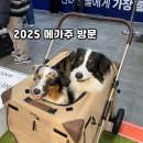 하나공영(주) | 2025 일산메가주 하반기 후기 케이펫페어 다녀왔어요