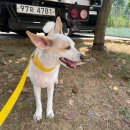 개나리 멍멍 이미지