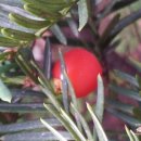 주목정원 이미지