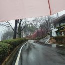 시립미술관(팔각정) | [광주가볼만한곳] 홍매화 2월 개화 시기와 광주시립미술관 중외공원 꽃구경 명소