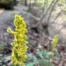 은해사 벚꽃길 이미지